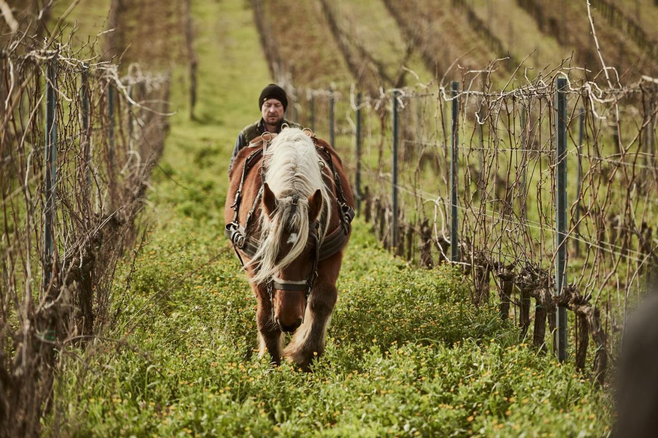 Agriturismo Gli Archi Fauglia Ngoại thất bức ảnh