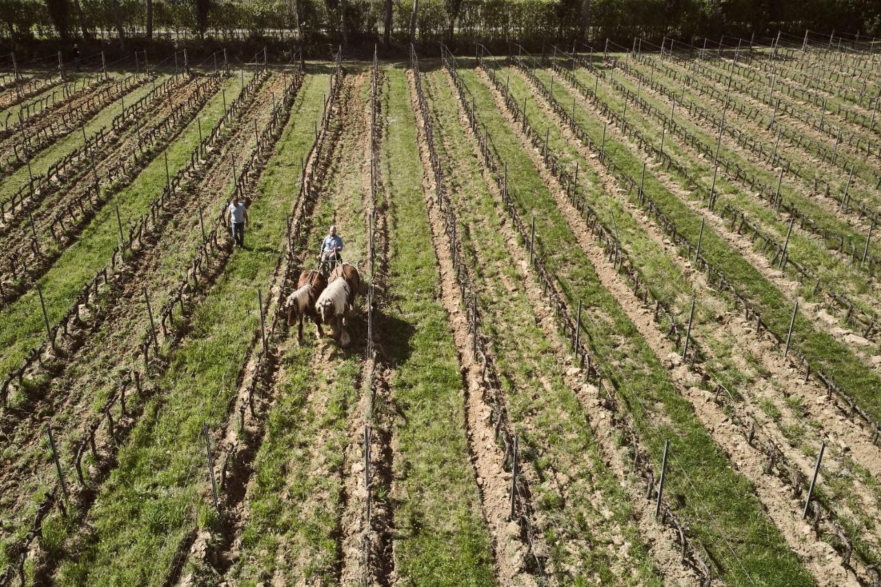 Agriturismo Gli Archi Fauglia Ngoại thất bức ảnh