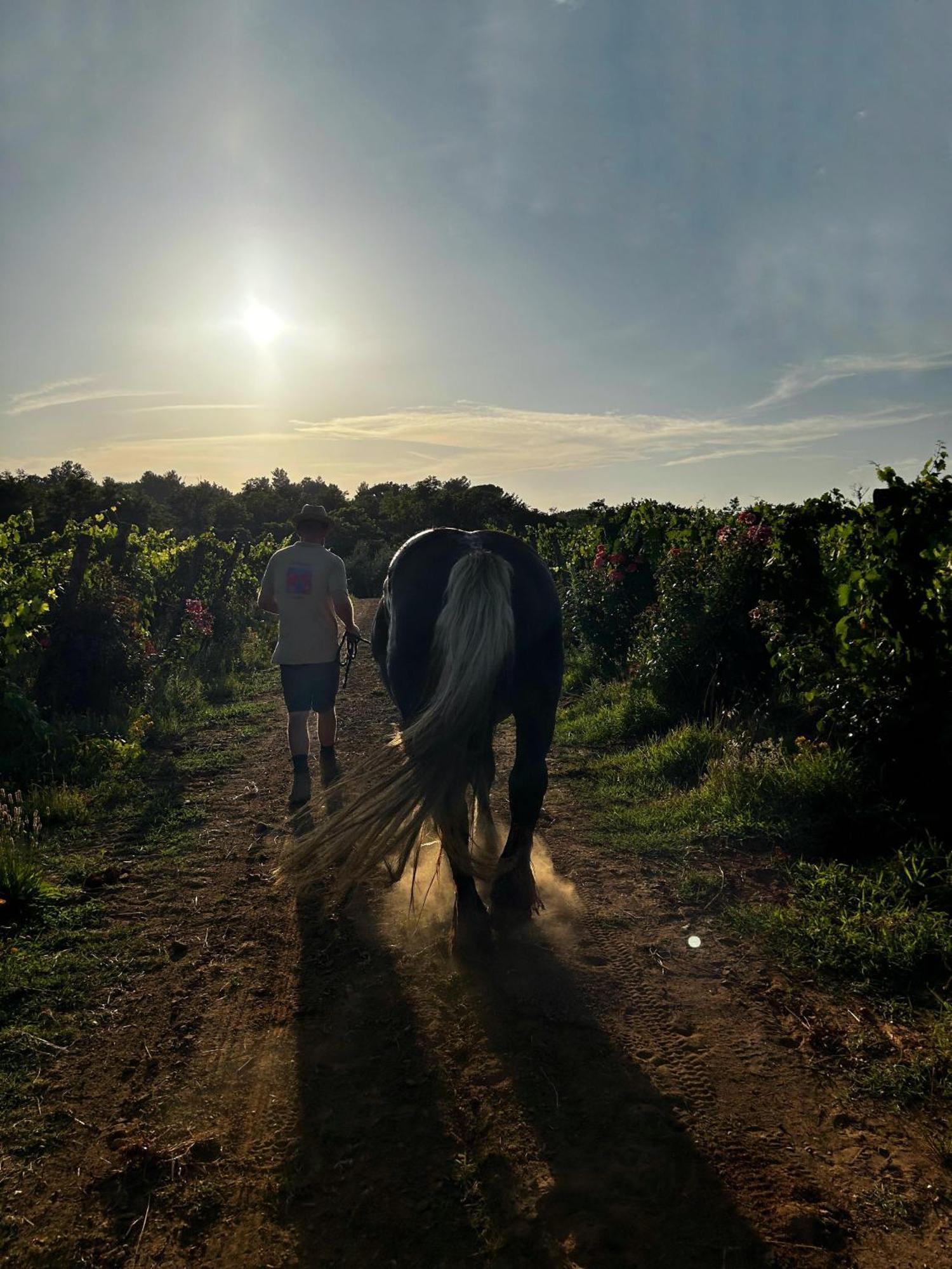 Agriturismo Gli Archi Fauglia Ngoại thất bức ảnh
