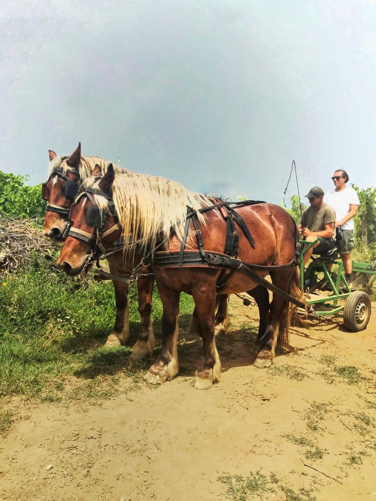 Agriturismo Gli Archi Fauglia Ngoại thất bức ảnh