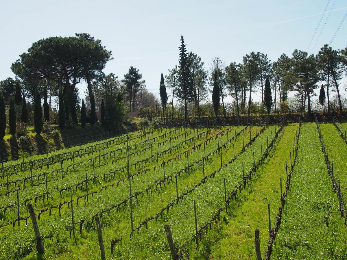 Agriturismo Gli Archi Fauglia Ngoại thất bức ảnh
