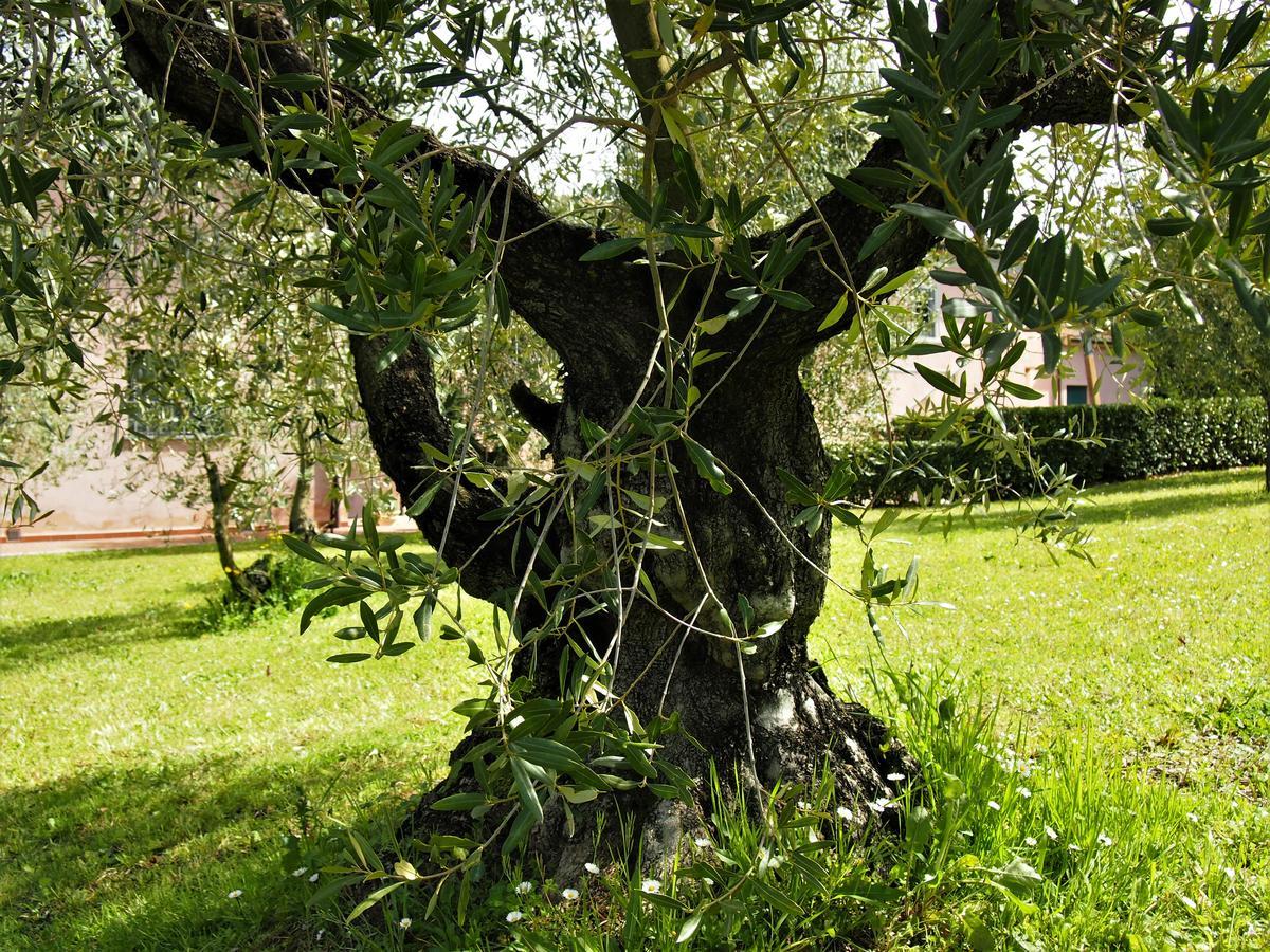 Agriturismo Gli Archi Fauglia Ngoại thất bức ảnh